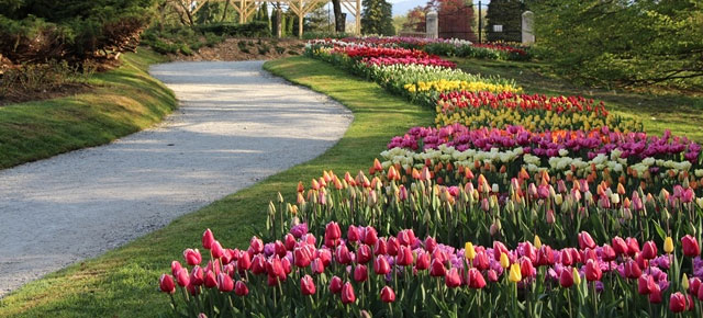 freedom center med tulipani v arboretumu